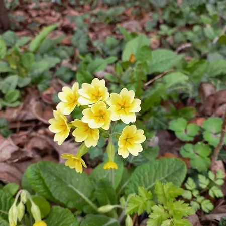 Au Dolmen Bed & Breakfast 3*