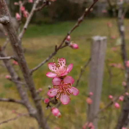 Au Dolmen Bed & Breakfast