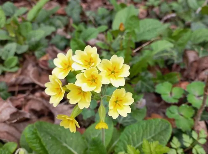 Au Dolmen Panzió 3*